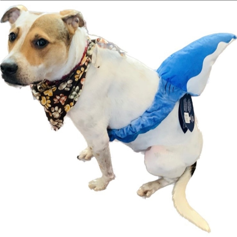 NEW BARK SHARK FIN PET HALLOWEEN 🎃 COSTUME & SQUEAKY TOY AFTER SIZE M-L❣️
